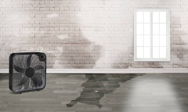 Best Mold removal after water damage  in Basalt, CO